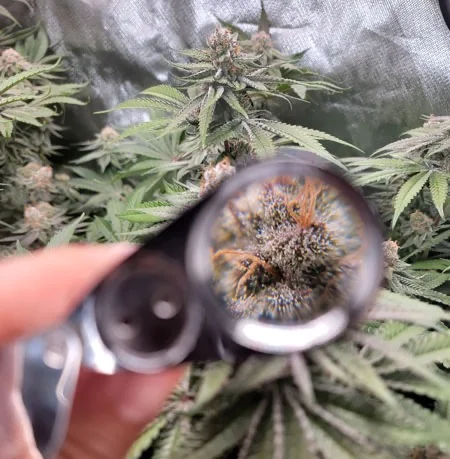 Grower using a magnifier to examine a mature cannabis flower in a cultivation environment