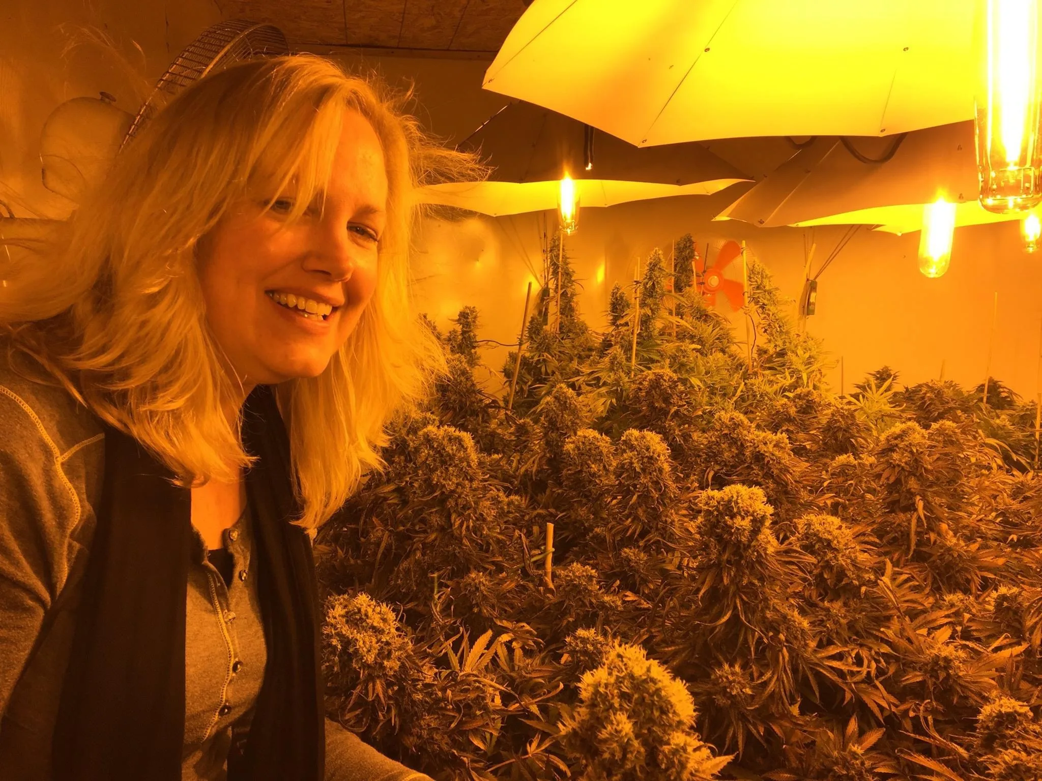 Home grower beside flowering cannabis plants under indoor cultivation lights