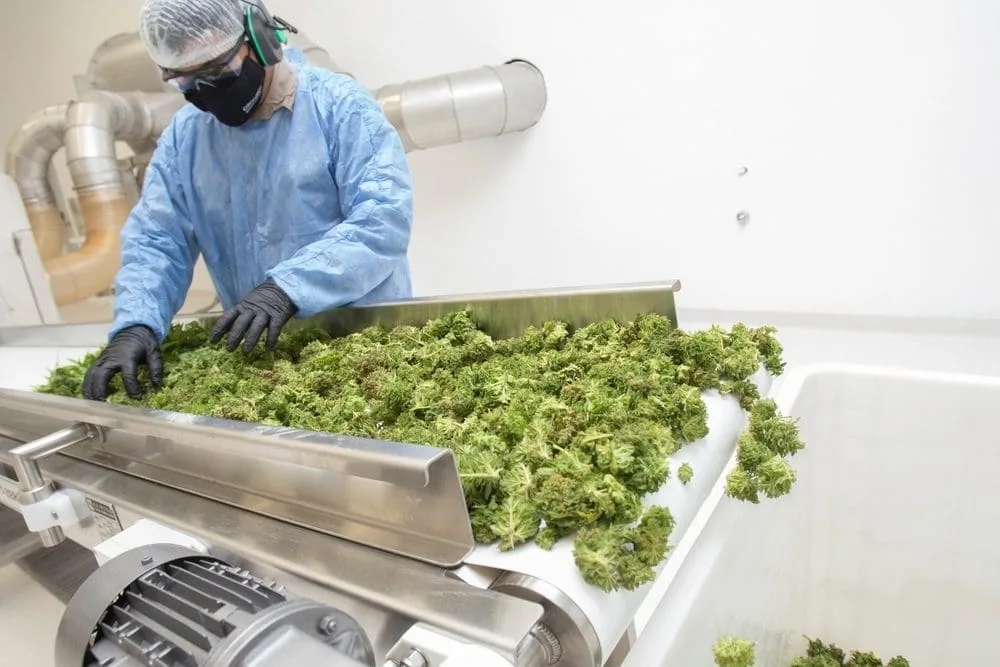 Cannabis processing operator working with harvested flower in a production facility