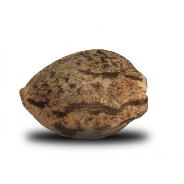 Cannabis seeds representing home grow and genetics
