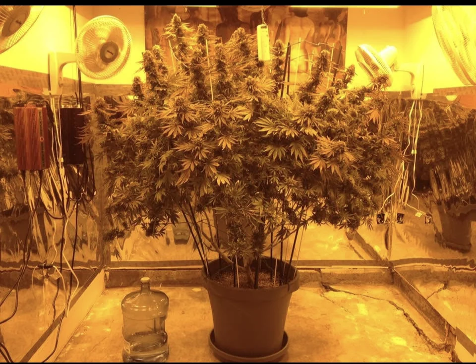 Home-grown cannabis plants under cultivation lights