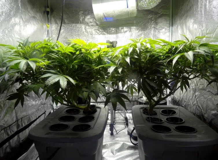 Cannabis plants representing home grow and genetics education