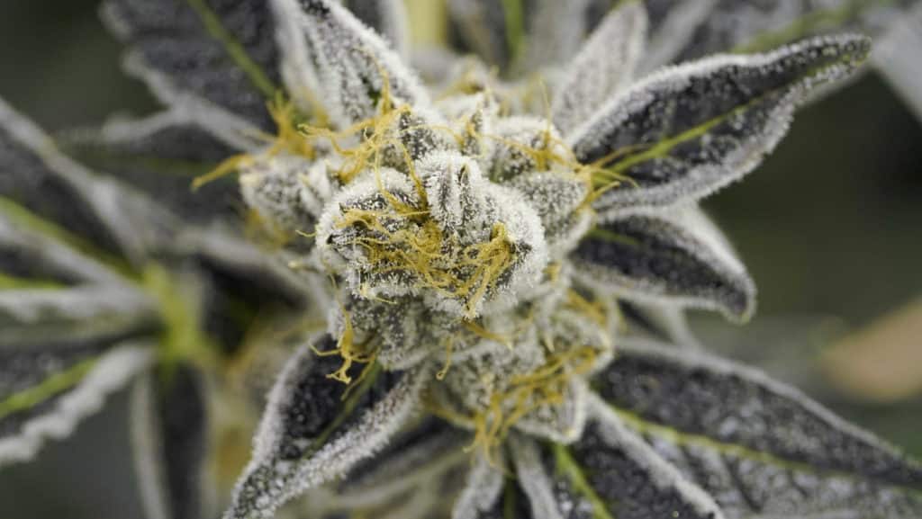 public perception of marijuana