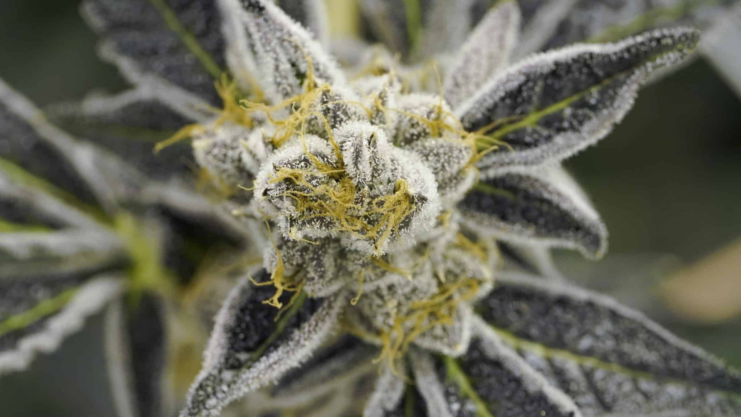 public perception of marijuana
