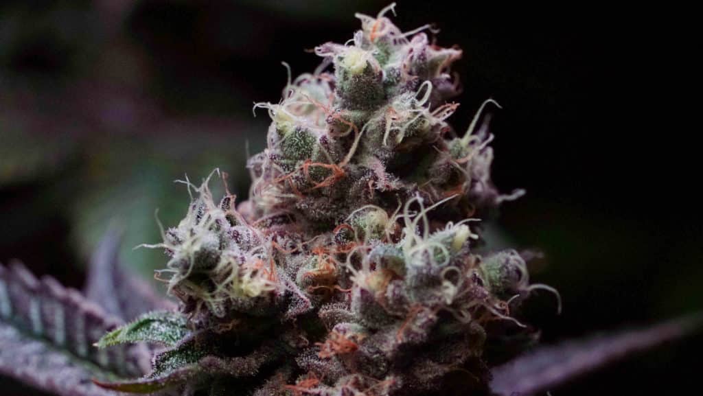 cannabis root growth
