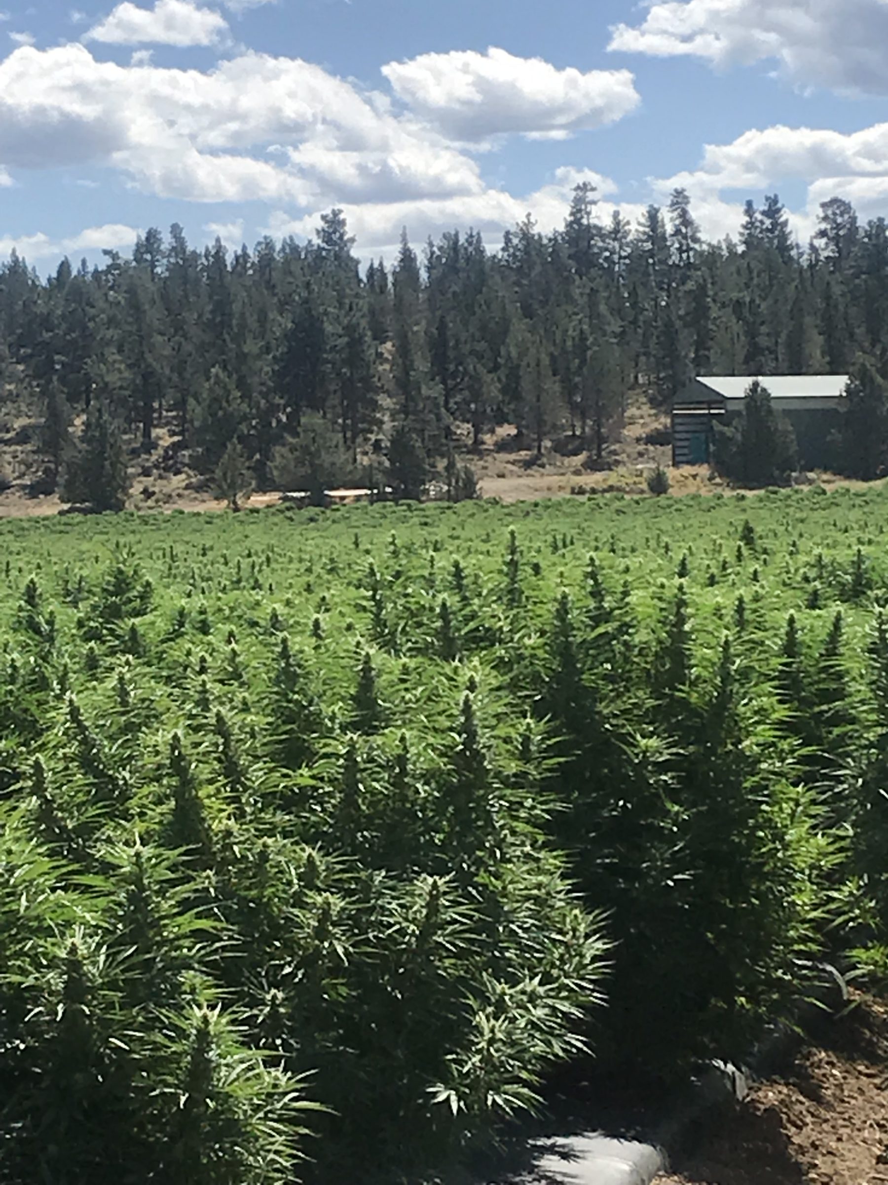 cannabis