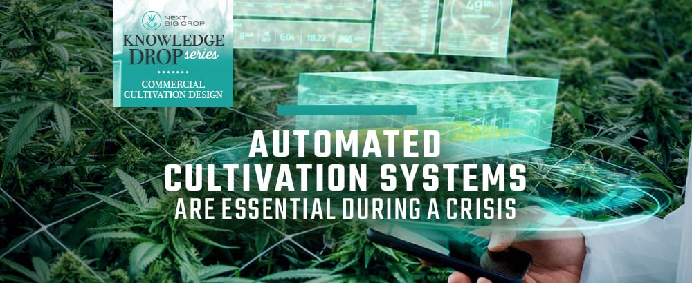 automated cannabis cultivation