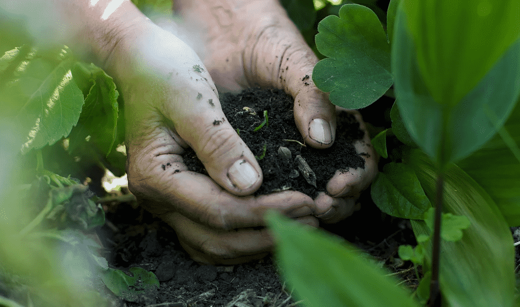 healthy soils | soil biology