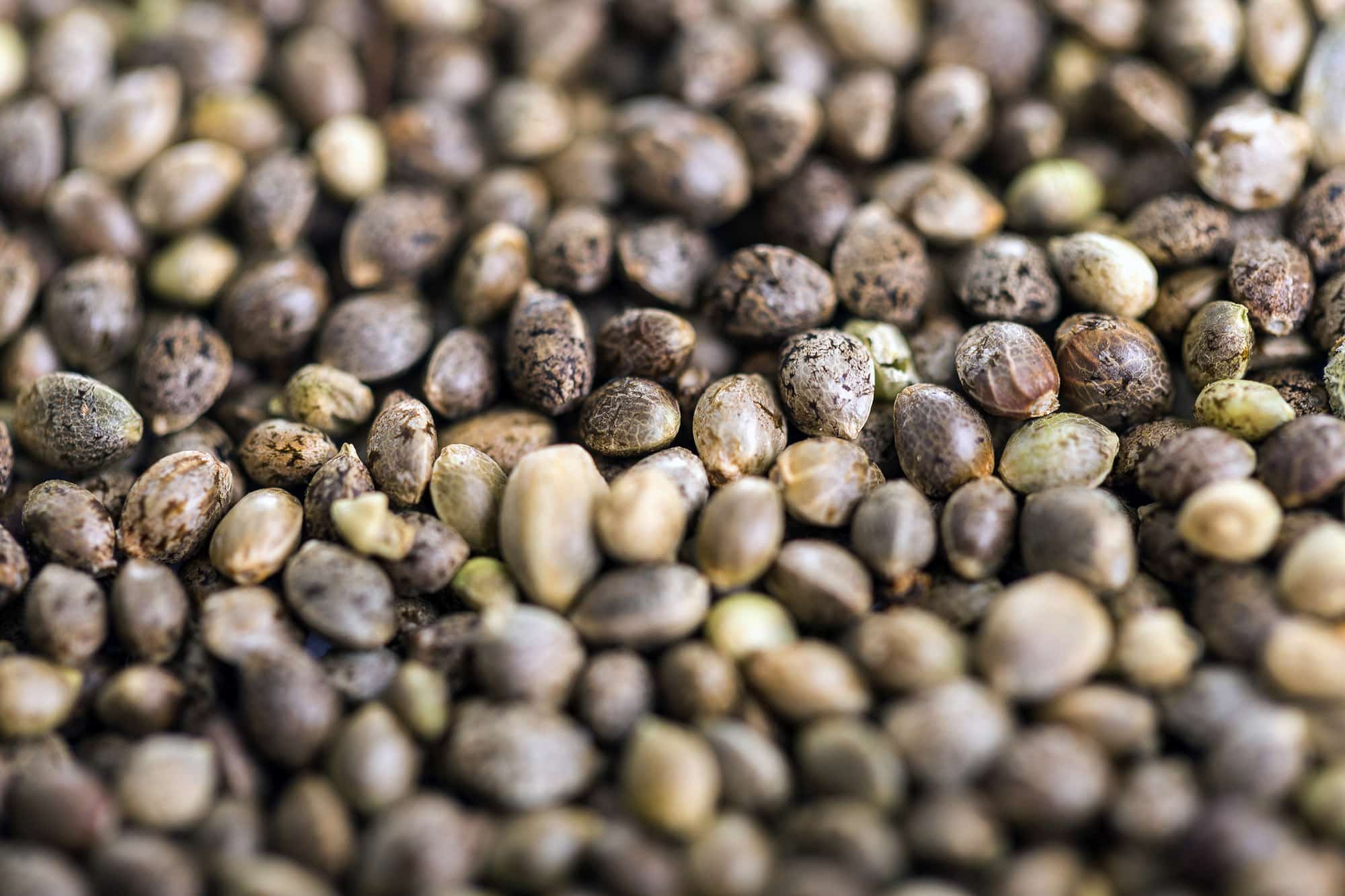 Absolute Cannabis Seeds - Absolute Cannabis Seeds