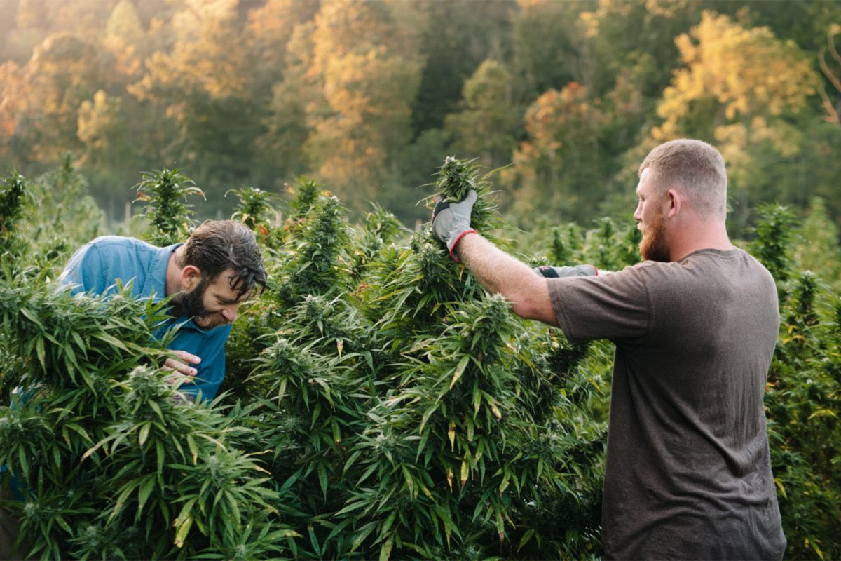 Can California Cannabis Farms Replicate the vineyard branding & tourism model