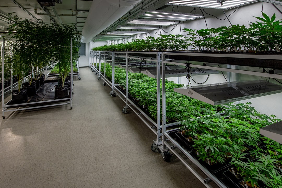 Artificial intelligence technology applied to cannabis industry operations