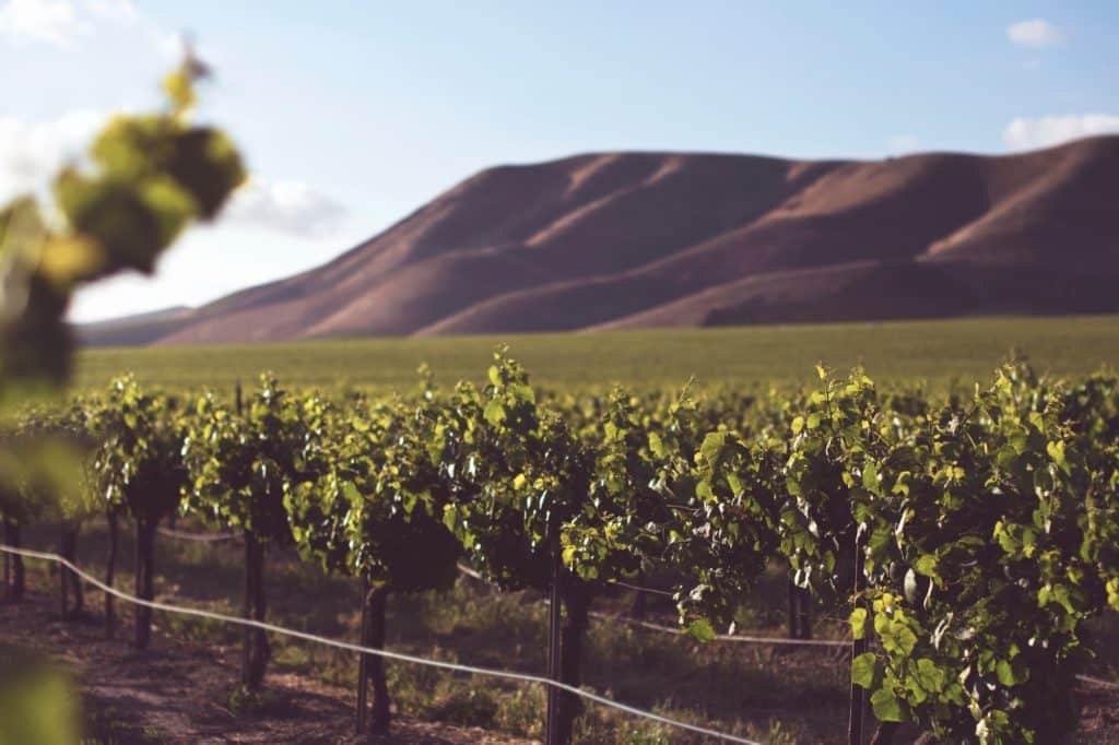 cannabis and wine | cannabis agriculture