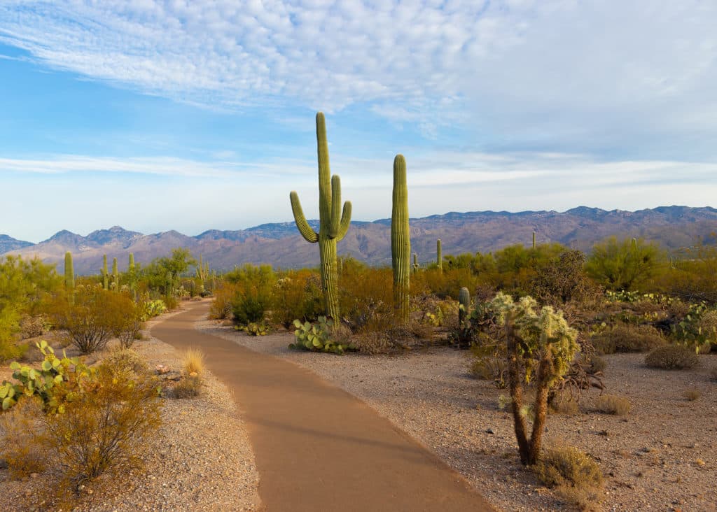 Cannabis Business Licensing in Arizona | Arizona Cannabis Business Licensing | Cannabis Business Licensing in New Mexico | Cannabis Business Licensing in Colorado | Cannabis Business Licensing in Utah
