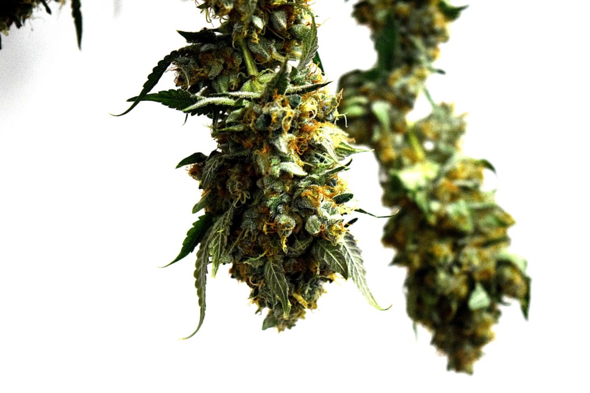 cannabis curing | cannabis terpenes