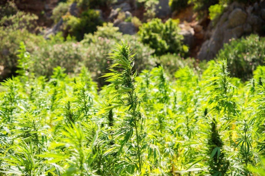 cannabis farm jobs, cannabis harvest jobs, cannabis seasonal jobs