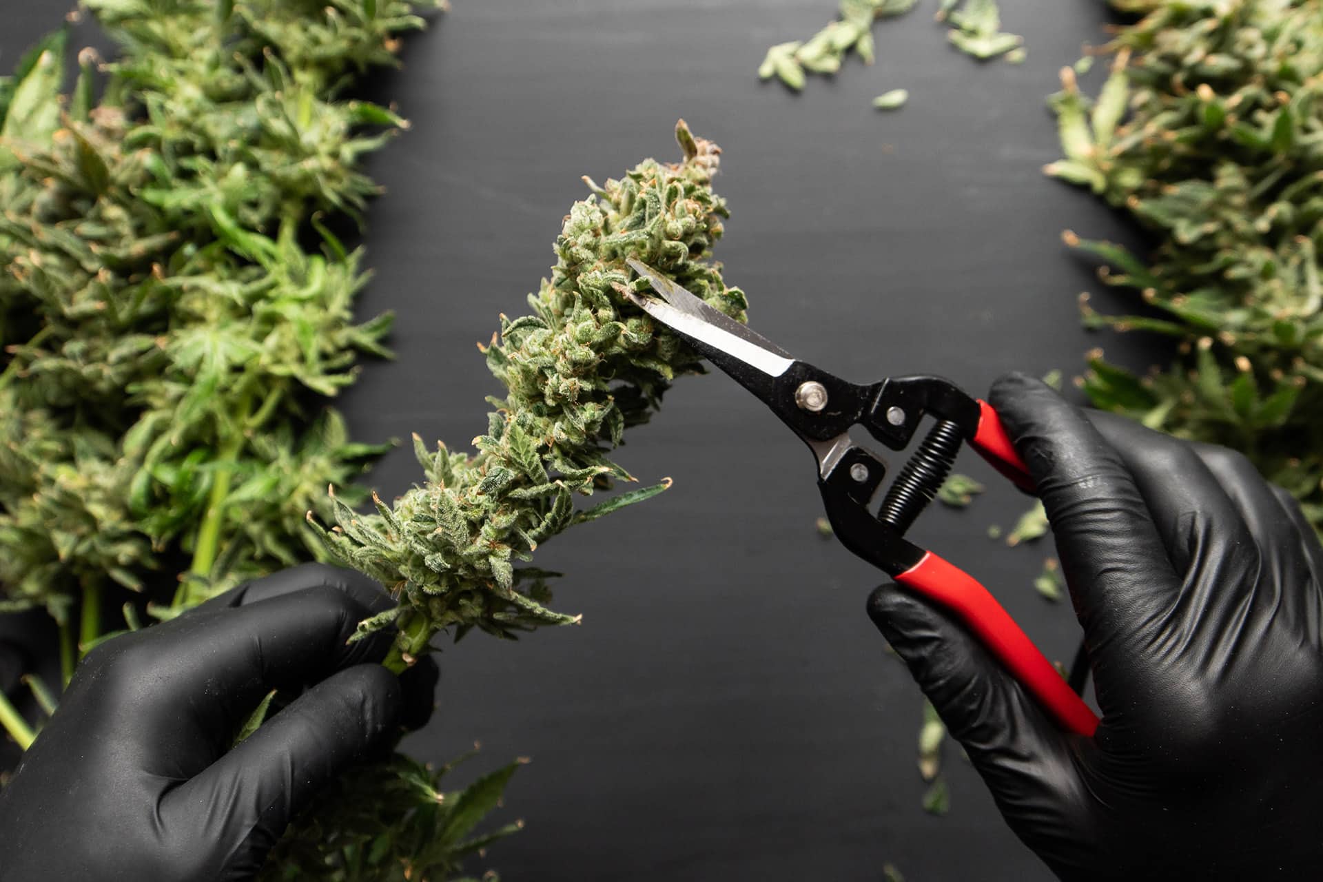 Cannabis Harvesting Tips How And When To Harvest Your Buds