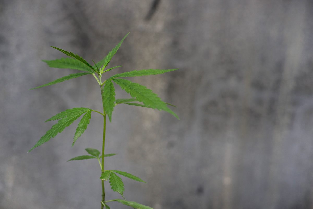 cannabis and hemp cross-contamination