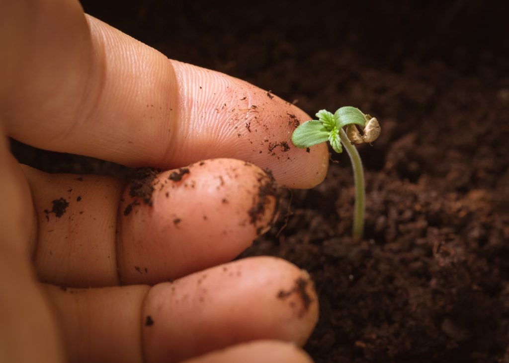cannabis grow hidden costs