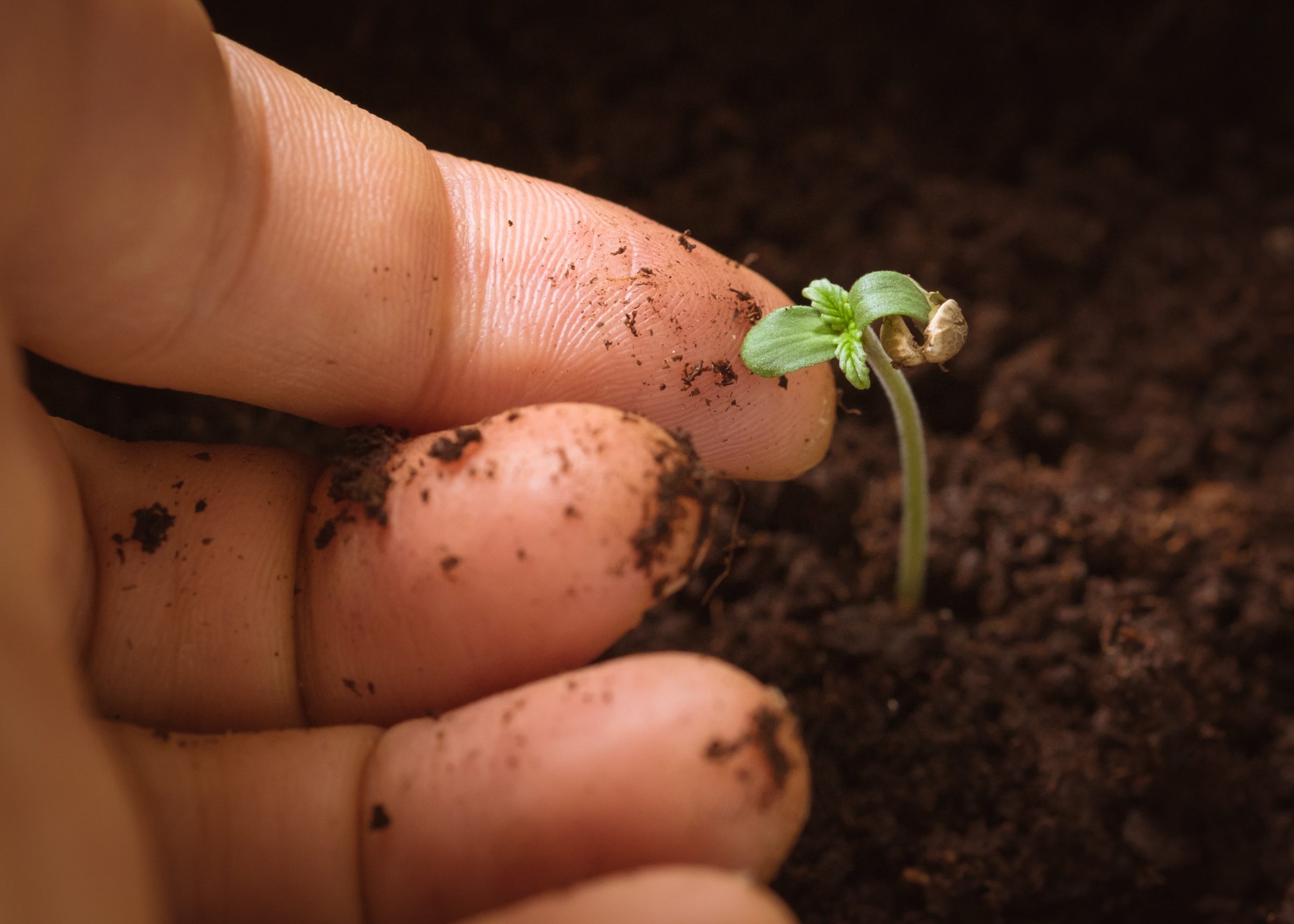 cannabis grow hidden costs