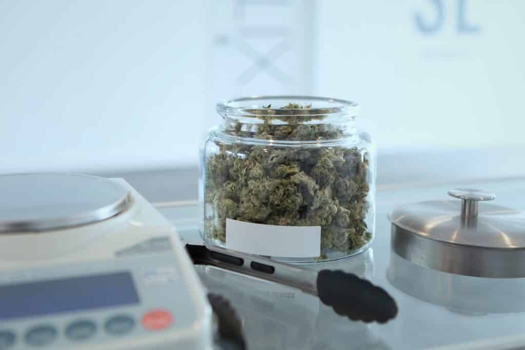 cannabis industry layoffs