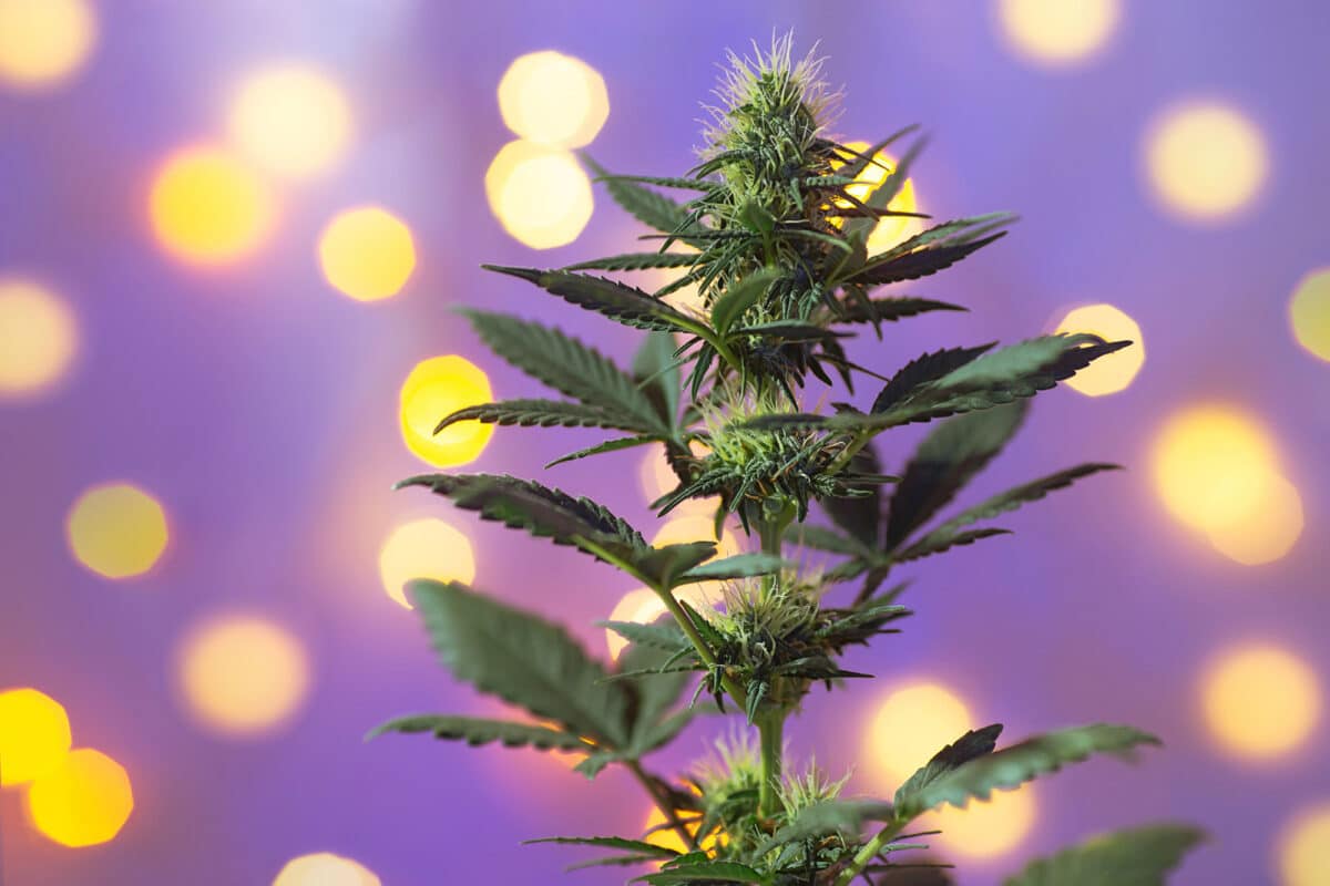 cannabis industry growth projections