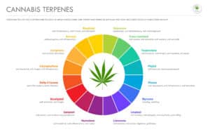 Colorful terpene chart showing cannabis terpene profiles and their effects.