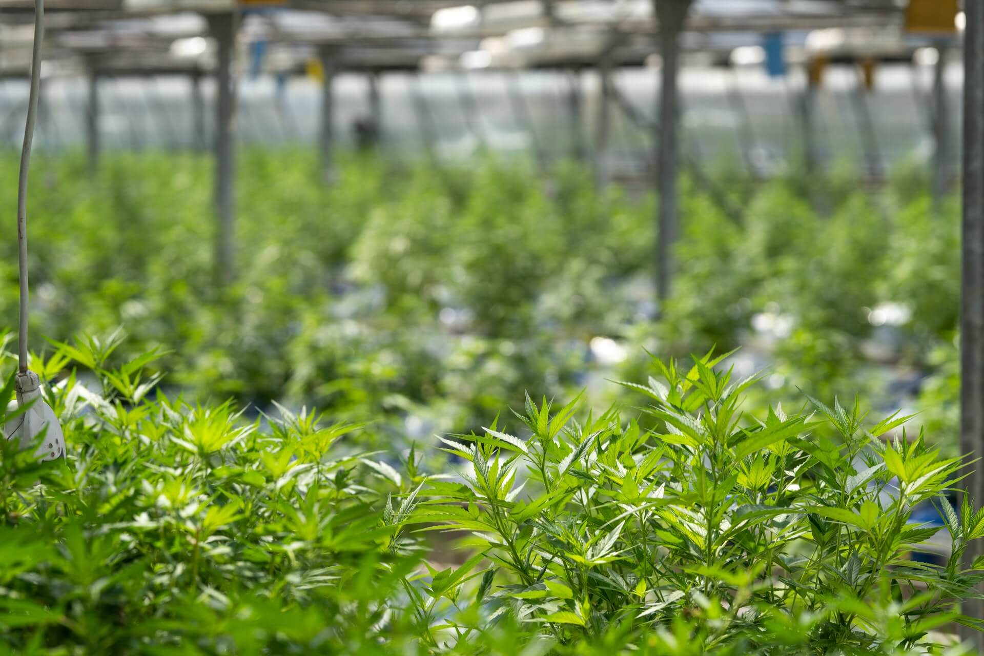 u-pick hemp agritourism