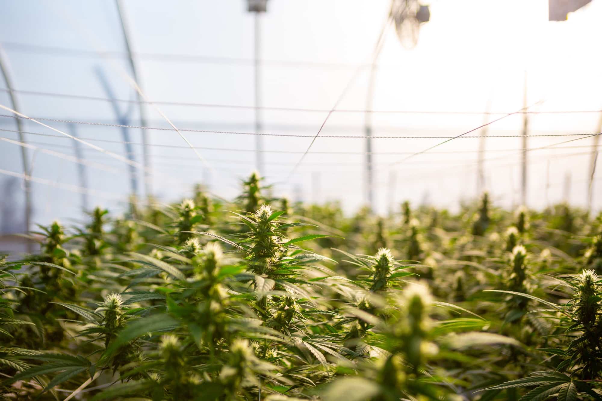 federal loans for hemp businesses