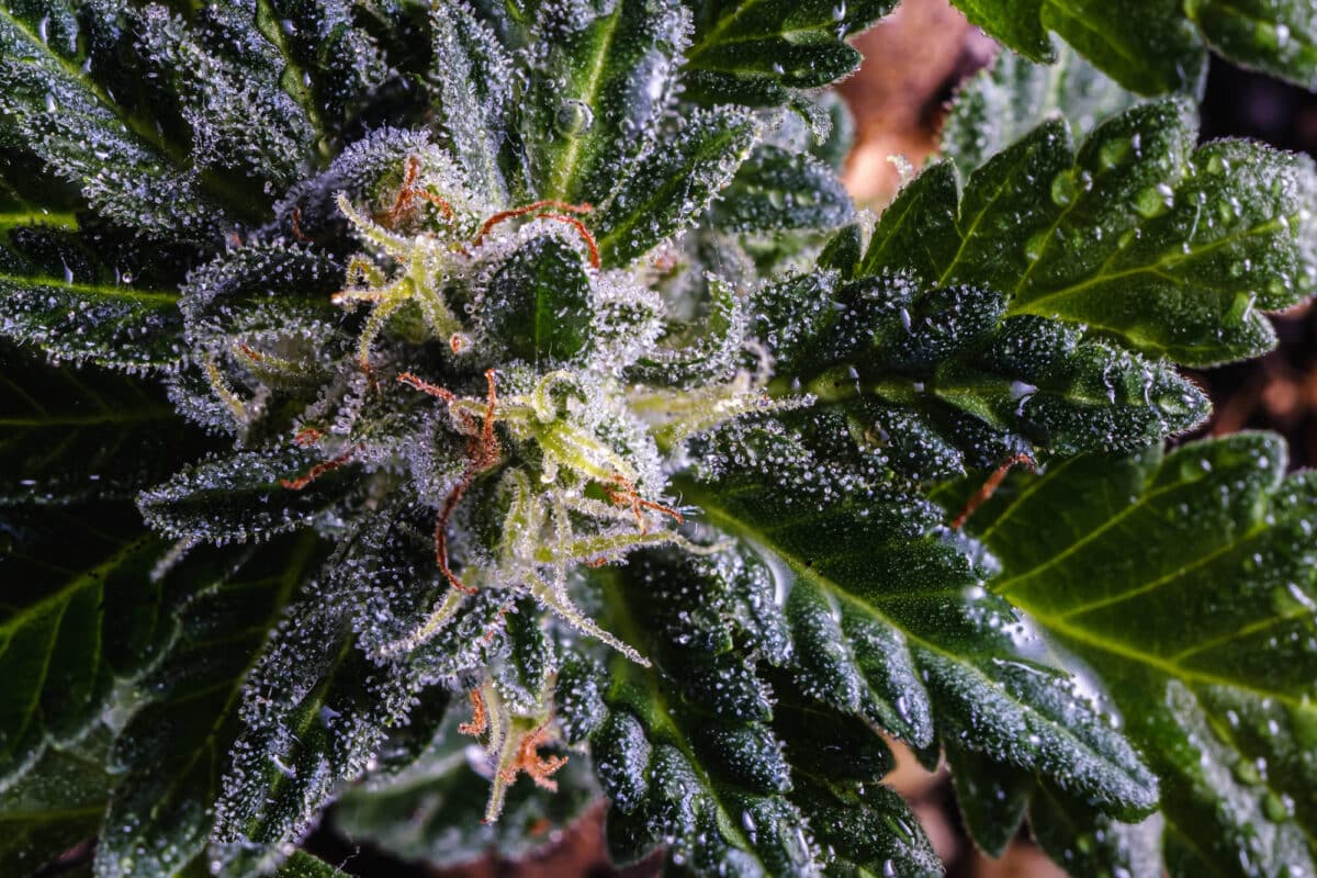Close-up photo of a cannabis plant in late flower with lush, mature buds.