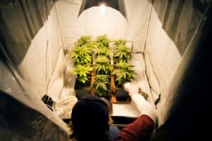 Home cannabis grow setup with plants under indoor lighting illustrating how to grow weed from seeds through harvest