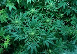 cannabis medical journal | hemp products