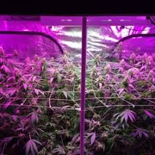 lighting for the cannabis industry