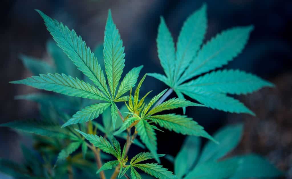 indoor cannabis cultivation | technology for cannabis cultivation