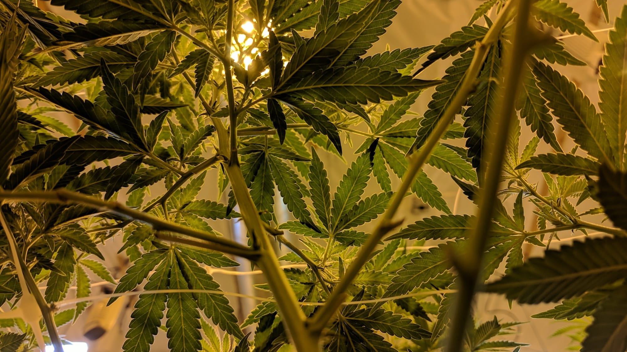 indoor cannabis harvest | harvesting cannabis