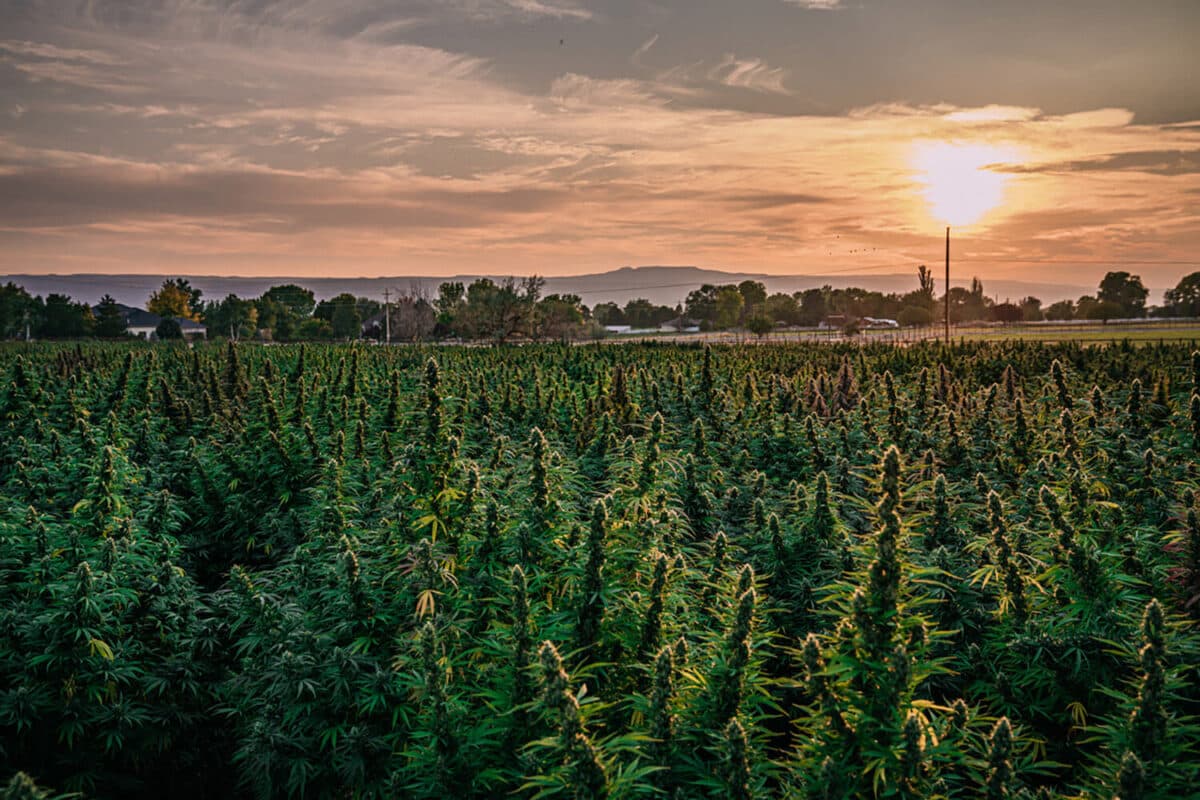 Outdoor cannabis farm with rows of flowering plants representing the crop protection and cultivation insurance needs of cannabis businesses
