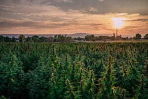 Outdoor cannabis farm with rows of flowering plants representing the crop protection and cultivation insurance needs of cannabis businesses