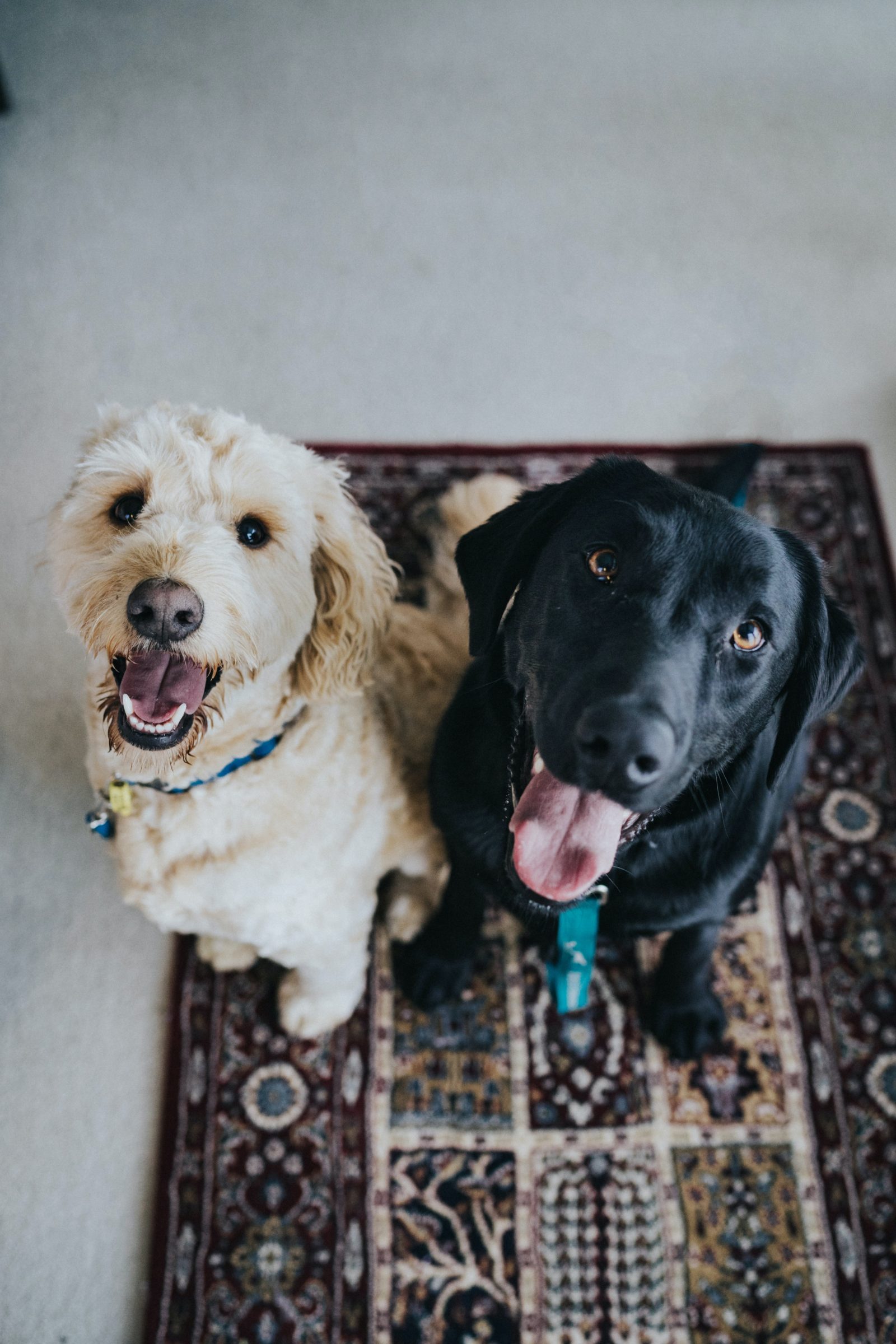 cannabis for pets