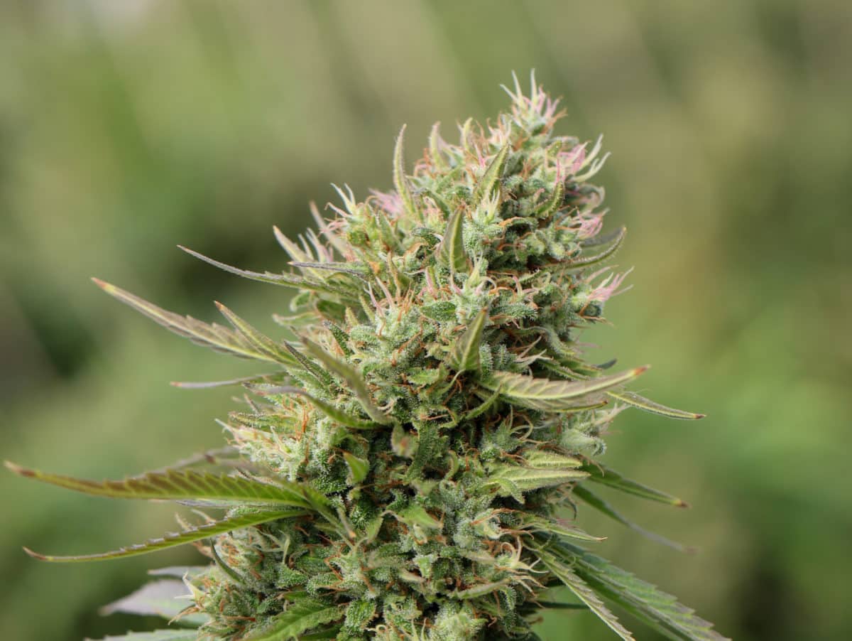 legal cannabis in oregon