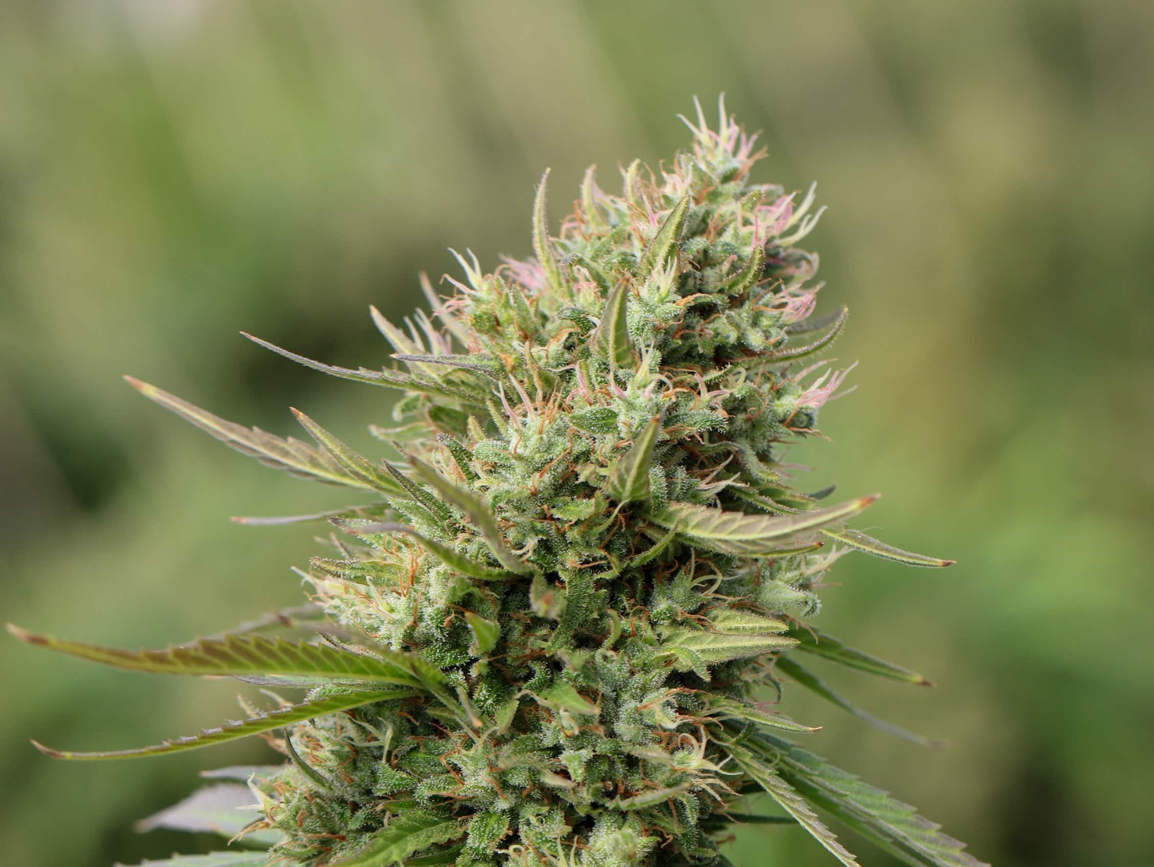 legal cannabis in oregon