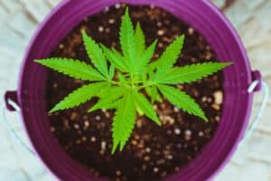 Photo of young cannabis plants mid-growth cycle to represent a blog about proper cannabis curing techniques for superior cannabis.