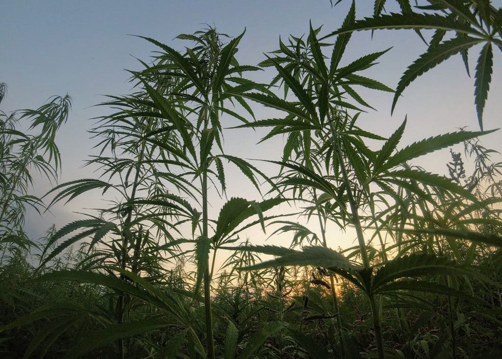 national cannabis industry association | ncia | cannabis businesses