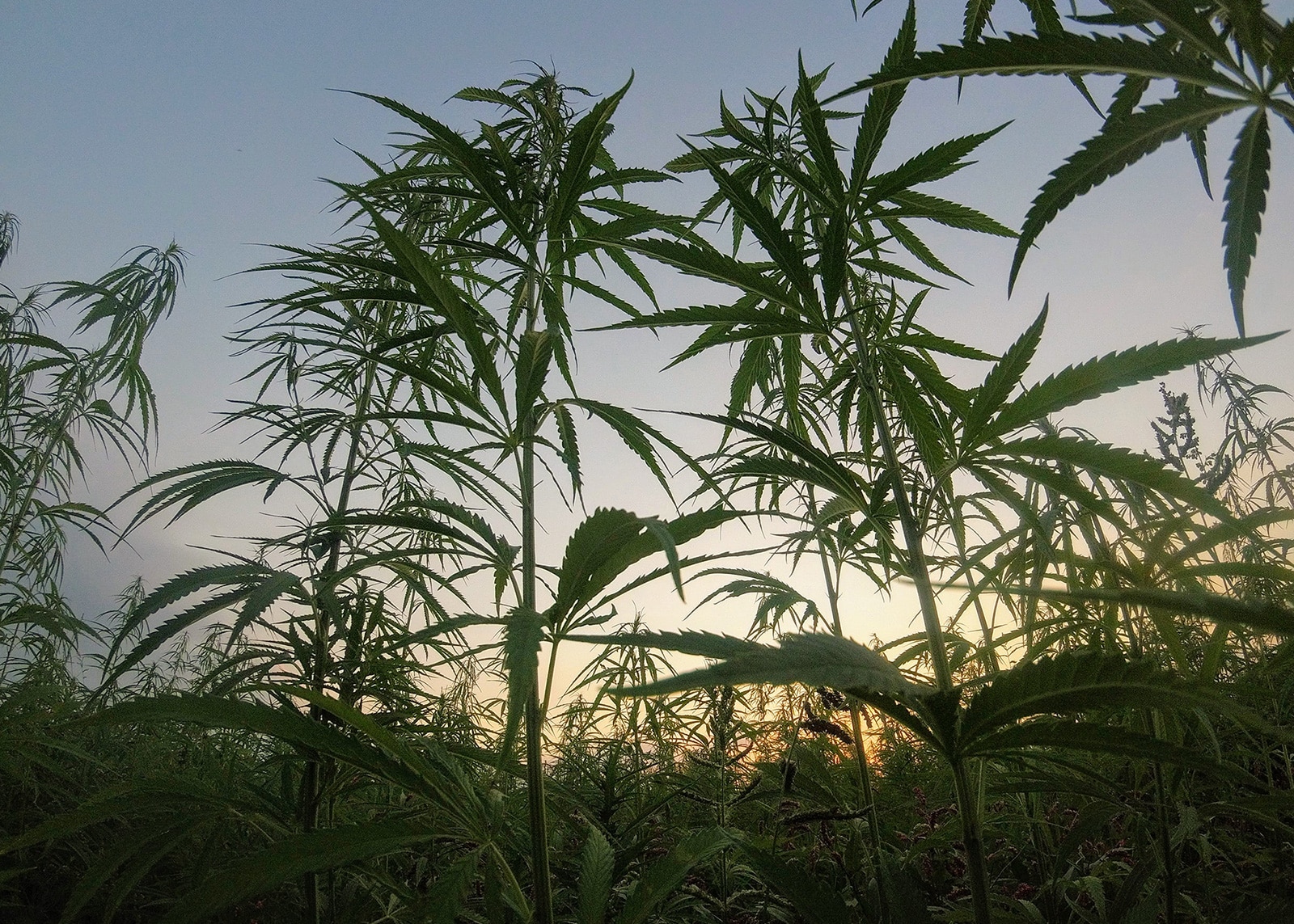 cannabis policies in Pennsylvania | national cannabis industry association | ncia | cannabis businesses