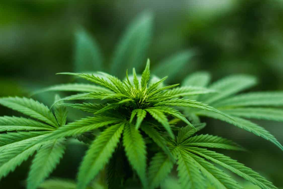 unexpected ways to use cannabis