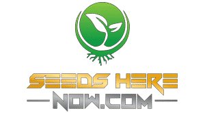 seeds here now | cannabis events midwest us