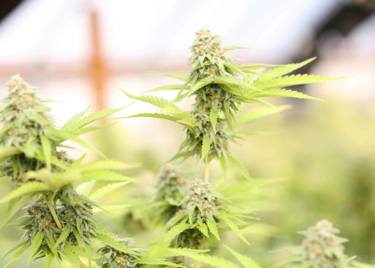 cannabis grow | starting a cannabis grow | indoor cannabis grow | outdoor cannabis grow