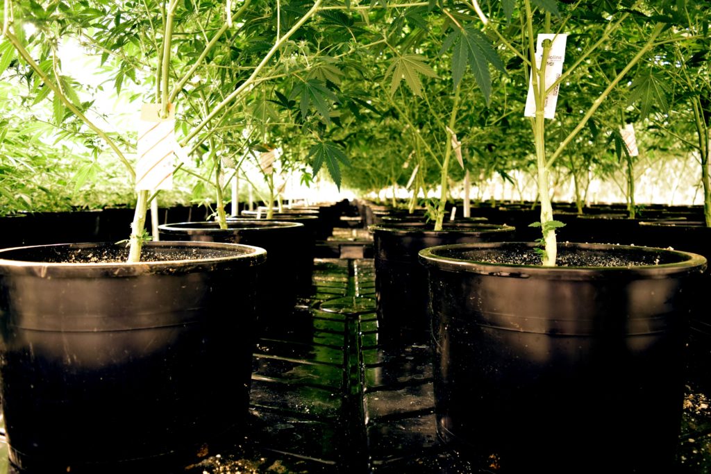 washington cannabis