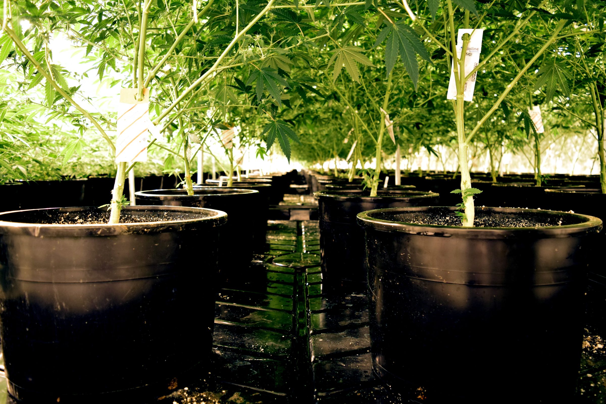 washington cannabis